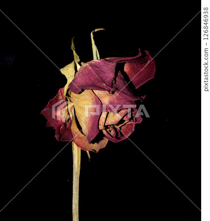 A Withered Dried Up FLower Petals on Black Background A Withered Dried Up FLower Petals on Black Background 126846938
