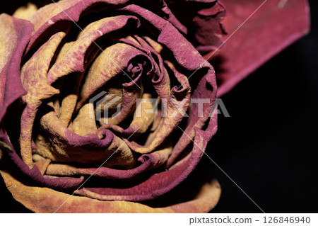 A Withered Dried Up FLower Petals on Black Background A Withered Dried Up FLower Petals on Black Background 126846940