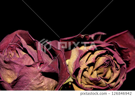 A Withered Dried Up FLower Petals on Black Background A Withered Dried Up FLower Petals on Black Background 126846942