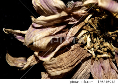 A Withered Dried Up FLower Petals on Black Background 126846948