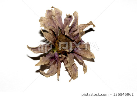 Close up of a withered dried dead flower on white background Close up of a withered dried dead flower on white background 126846961
