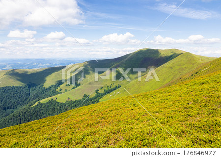 green mountain landscape with rolling hills. nature environment. beautiful view of borzhava ridge on a sunny day. outdoor adventure. grassy alpine meadow 126846977