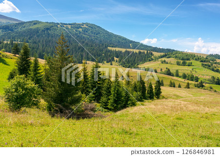rural landscape of ukraine in summer for travel. coniferous forest. countryside scenery with green field and trees on the hill. beautiful view of borzhava mountain ridge in the distance 126846981