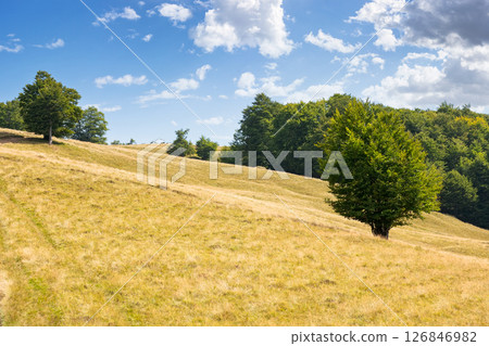 beech forest on the grassy hill. alpine scenery with trees in green leaves. primeval woods of carpathian mountains, ukraine. sunny day with fluffy clouds on the sky 126846982