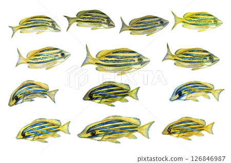 School of tropical yellow fish with blue stripes. Watercolor common bluestripe snapper group template with textures for marine-themed designs children's books, educational, textile, snorkeling, diving School of tropical yellow fish with blue stripes. Watercolor common bluestripe snapper group template with textures for marine-themed designs children's books, educational, textile, snorkeling, diving 126846987