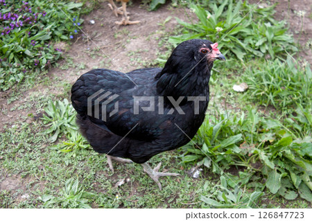 Black chicken roaming freely in Kaisertal, Tyrol, highlighting rural life and nature 126847723