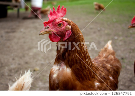 Chickens roaming freely in Kaisertal, Tyrol during a sunny day in the countryside Chickens roaming freely in Kaisertal, Tyrol during a sunny day in the countryside 126847791