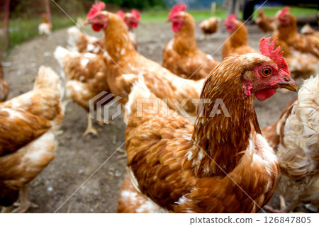 Free-range chickens exploring the lush fields of Kaisertal in Tyrol during a sunny afternoon 126847805