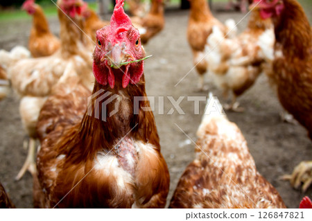 Flocks of free-range chickens foraging in Kaisertal, Tyrol during a sunny day in autumn Flocks of free-range chickens foraging in Kaisertal, Tyrol during a sunny day in autumn 126847821