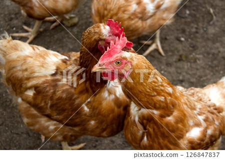 Chickens foraging in Kaisertal, Tyrol, with a focus on their vibrant plumage and lively behavior during a sunny afternoon 126847837