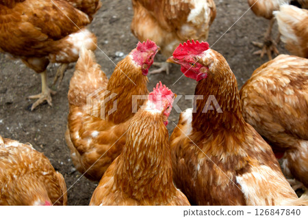 Chickens roaming freely in Kaisertal, Tyrol, showcasing the beauty of rural farming practices and natural habitat 126847840