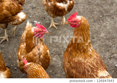Chickens interacting in Kaisertal, Tyrol during a sunny afternoon in the tranquil countryside Chickens interacting in Kaisertal, Tyrol during a sunny afternoon in the tranquil countryside 126847843