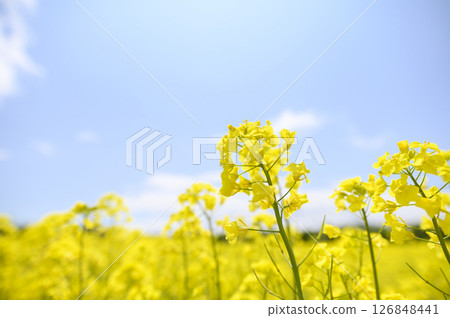 強姦在盛開的花田 強姦在盛開的花田 126848441