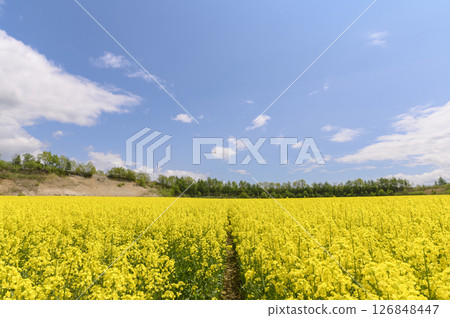 Rape flower field in full bloom 126848447