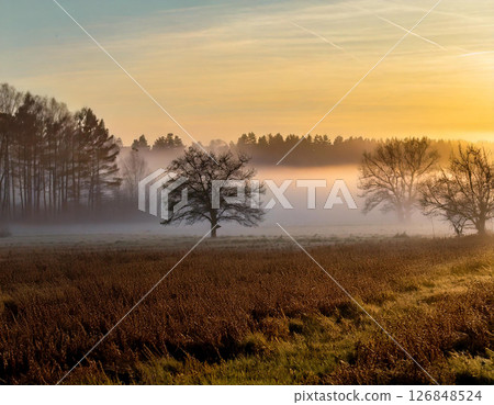 Autumn landscape with trees and mists at a foggy morning sunrise. Sunny day. AI Generated. 126848524