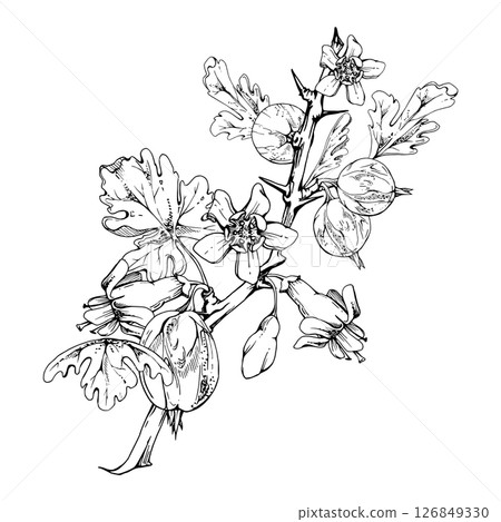 Gooseberry berries leaves flower buds on thorny branch, ripe garden juneberry casseille currant. Cut out botanical illustration vector ink hand drawn. Home preserves cookbook, seasonal farmer calendar Gooseberry berries leaves flower buds on thorny branch, ripe garden juneberry casseille currant. Cut out botanical illustration vector ink hand drawn. Home preserves cookbook, seasonal farmer calendar 126849330