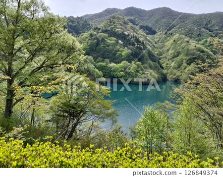 Okushima Dam, Fresh green, Rape blossoms 126849374