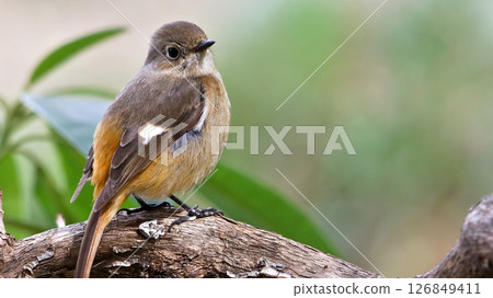 一隻回頭看的冬鳥 126849411