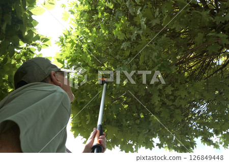 Man trims branches in maple tree backyard garden. Gardening, tools and lifestyle. Landscaping, green fencing. Man trims branches in maple tree backyard garden. Gardening, tools and lifestyle. Landscaping, green fencing. 126849448