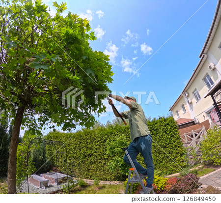 Man trims branches in maple tree backyard garden. Gardening, tools and lifestyle. Landscaping, green fencing. Man trims branches in maple tree backyard garden. Gardening, tools and lifestyle. Landscaping, green fencing. 126849450