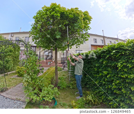 Man trims branches in maple tree backyard garden. Gardening, tools and lifestyle. Landscaping, green fencing. Man trims branches in maple tree backyard garden. Gardening, tools and lifestyle. Landscaping, green fencing. 126849465