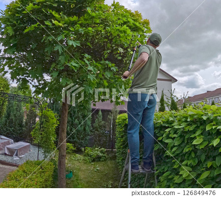 Man trims branches in maple tree backyard garden. Gardening, tools and lifestyle. Landscaping, green fencing. Man trims branches in maple tree backyard garden. Gardening, tools and lifestyle. Landscaping, green fencing. 126849476