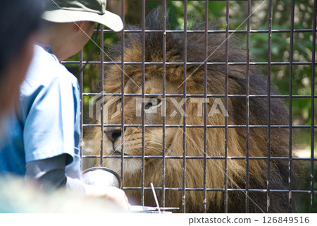 雄獅在動物園吃東西 126849516