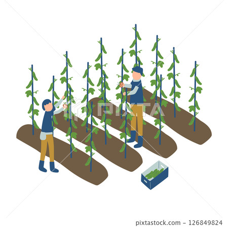 Illustration of farmers harvesting cucumbers Illustration of farmers harvesting cucumbers 126849824
