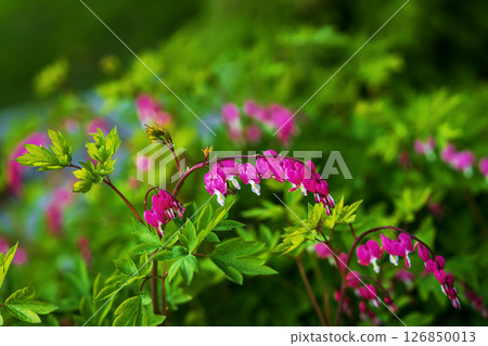Heart shaped pink scenic flowers in lush leaves of garden, selective focus. Bright bleeding hearts, Asian Bleeding Hearts or Lamprocapnos spectabilis. Symbol of Love, Heartbreak, Romantic Devotion 126850013