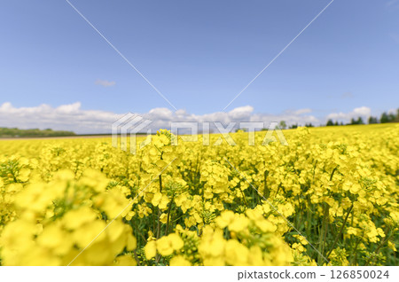 Rape field in full bloom and blue sky Rape field in full bloom and blue sky 126850024