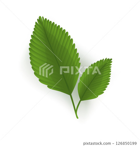 A vibrant pair of green leaves positioned beautifully on a white background A vibrant pair of green leaves positioned beautifully on a white background 126850199