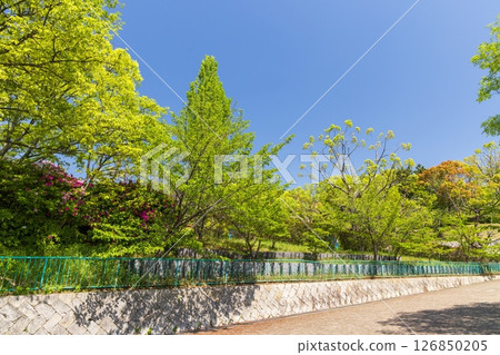 神戶市兵庫區下山公園春季大會 神戶市兵庫區下山公園春季大會 126850205