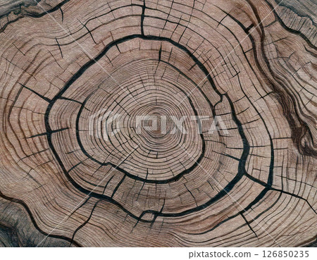 Tree ring pattern texture 126850235