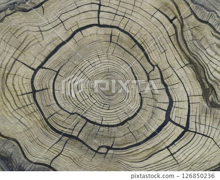 樹木年輪圖案紋理 126850236
