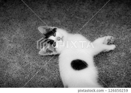 Cute kitten ~Monochrome~ Cute kitten ~Monochrome~ 126850259