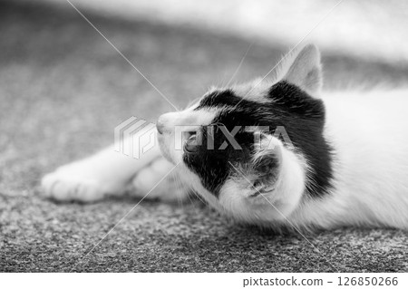 Cute kitten ~Monochrome~ Cute kitten ~Monochrome~ 126850266