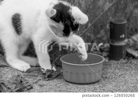 Cute kitten ~Monochrome~ Cute kitten ~Monochrome~ 126850268