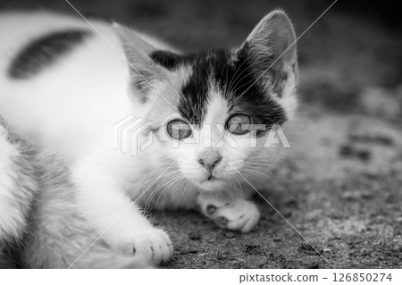 Cute kitten ~Monochrome~ Cute kitten ~Monochrome~ 126850274