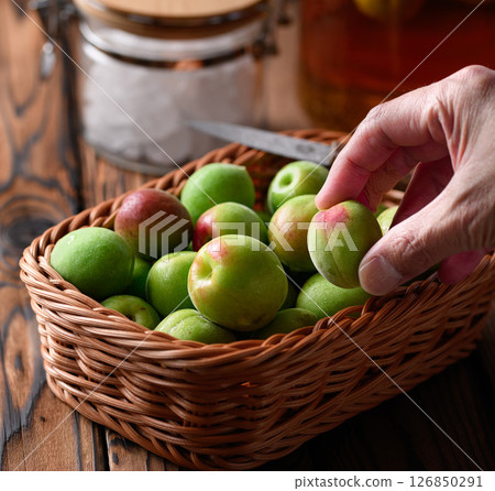 Making plum wine from green plums (Kishu Nanko plums) 126850291