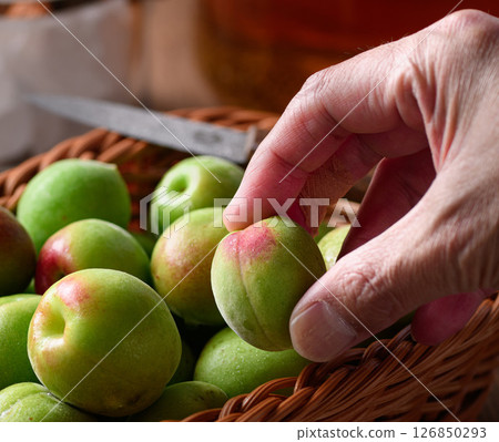 用青梅(紀州南高梅)釀造梅酒 用青梅(紀州南高梅)釀造梅酒 126850293