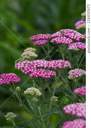 Yarrow, May 2025 126850975