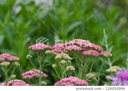 Yarrow, May 2025 126850994