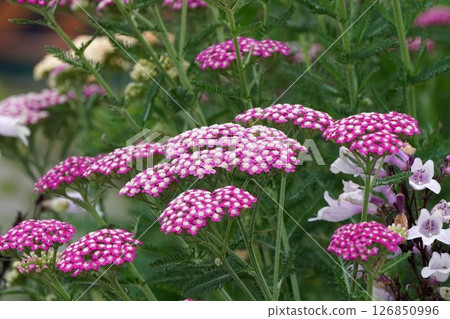 Yarrow, May 2025 126850996