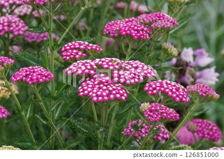 Yarrow, May 2025 Yarrow, May 2025 126851000