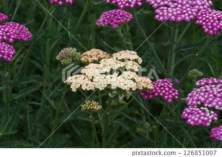 Yarrow, May 2025 126851007