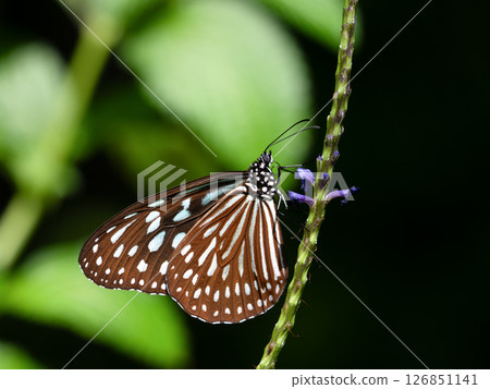 蝴蝶：琉球帝王蝶 126851141
