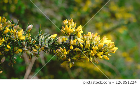 Close-up of a blooming gorse plant Ulex europaeus with vibrant yellow flowers and sharp green thorns, set against a softly blurred natural background 126851224