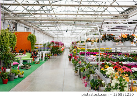 A vibrant florist shop filled with a diverse selection of colorful flowers and lush greenery, displayed for sale. A vibrant florist shop filled with a diverse selection of colorful flowers and lush greenery, displayed for sale. 126851230