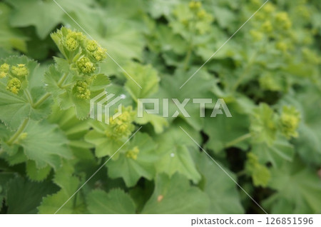 Lady's Mantle Close Up 126851596