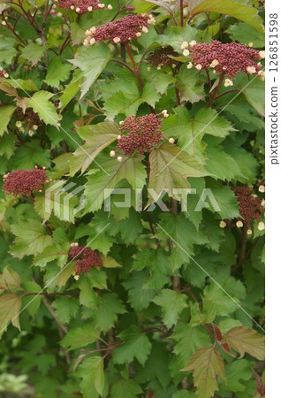 Botanical Beauty Botanical Beauty 126851598
